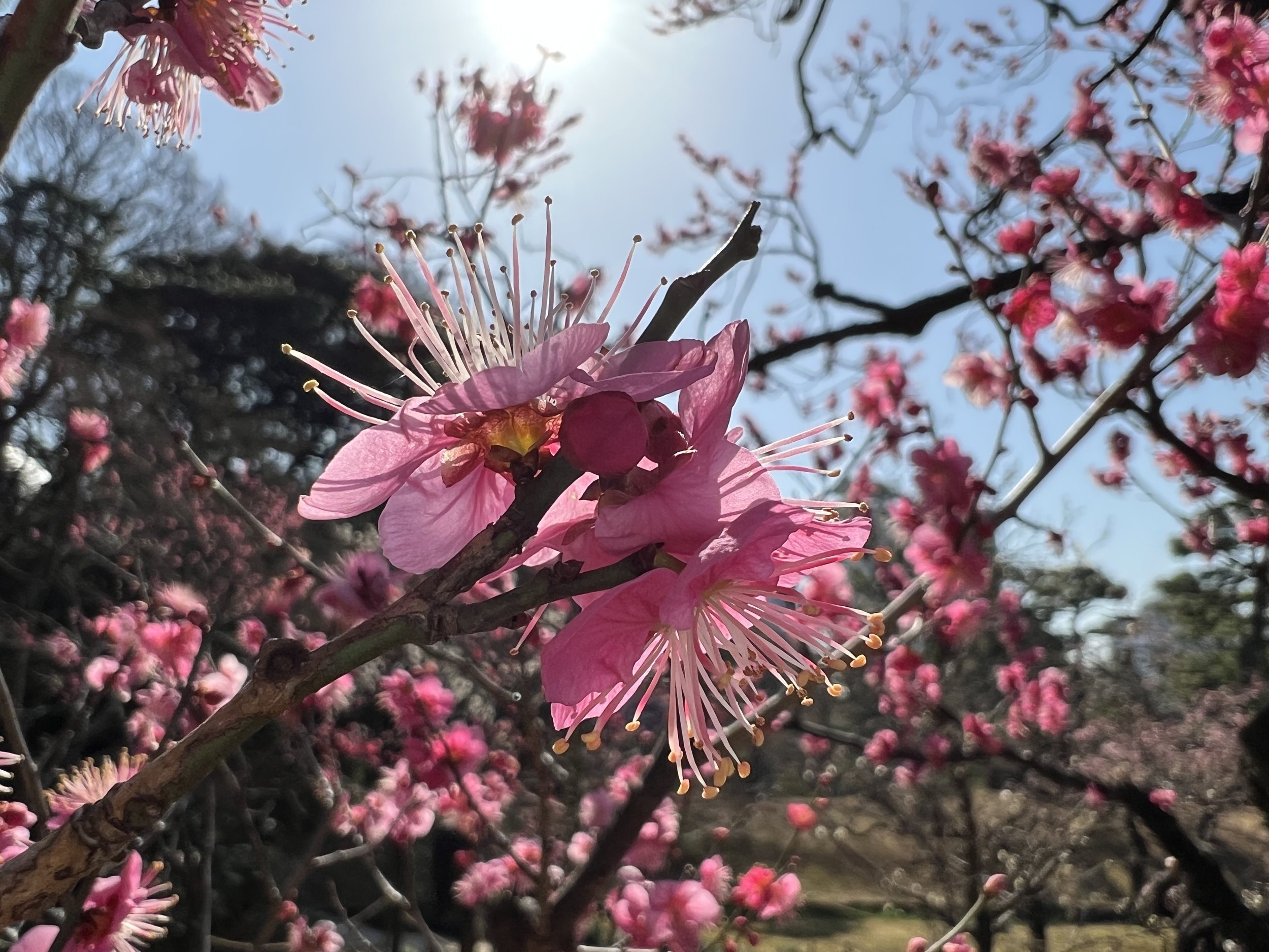 🏞️ 카모 스포츠 공원(카모 코엔) 이미지 5